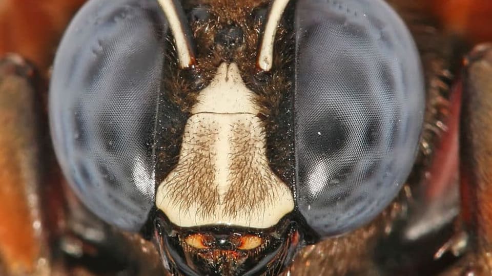 detailní pohled do očí včely drvodělky